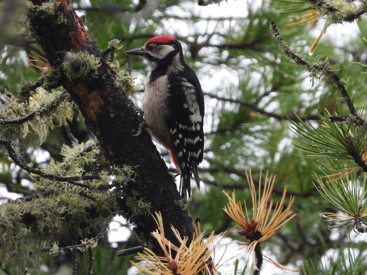 Great Spotted Woodpecker - ML610038545