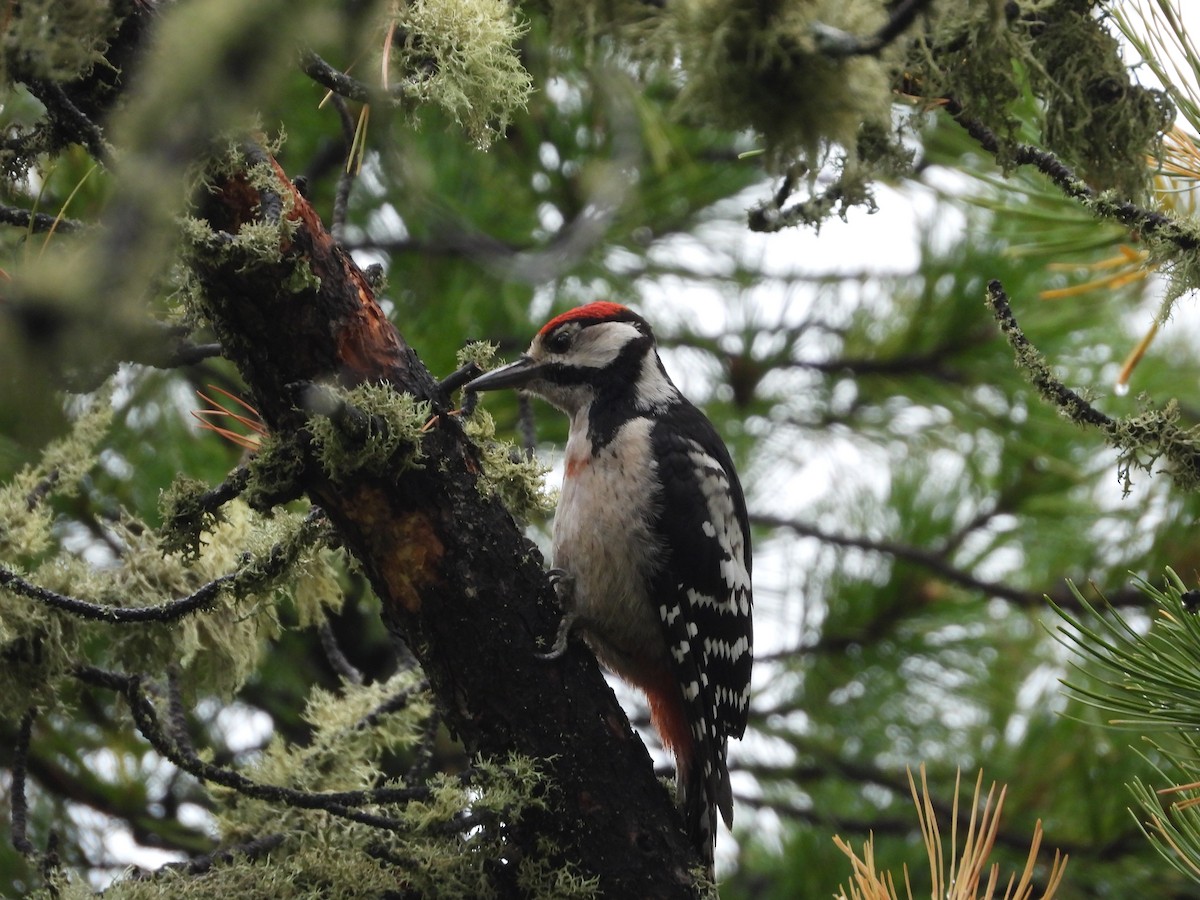Great Spotted Woodpecker - ML610038546