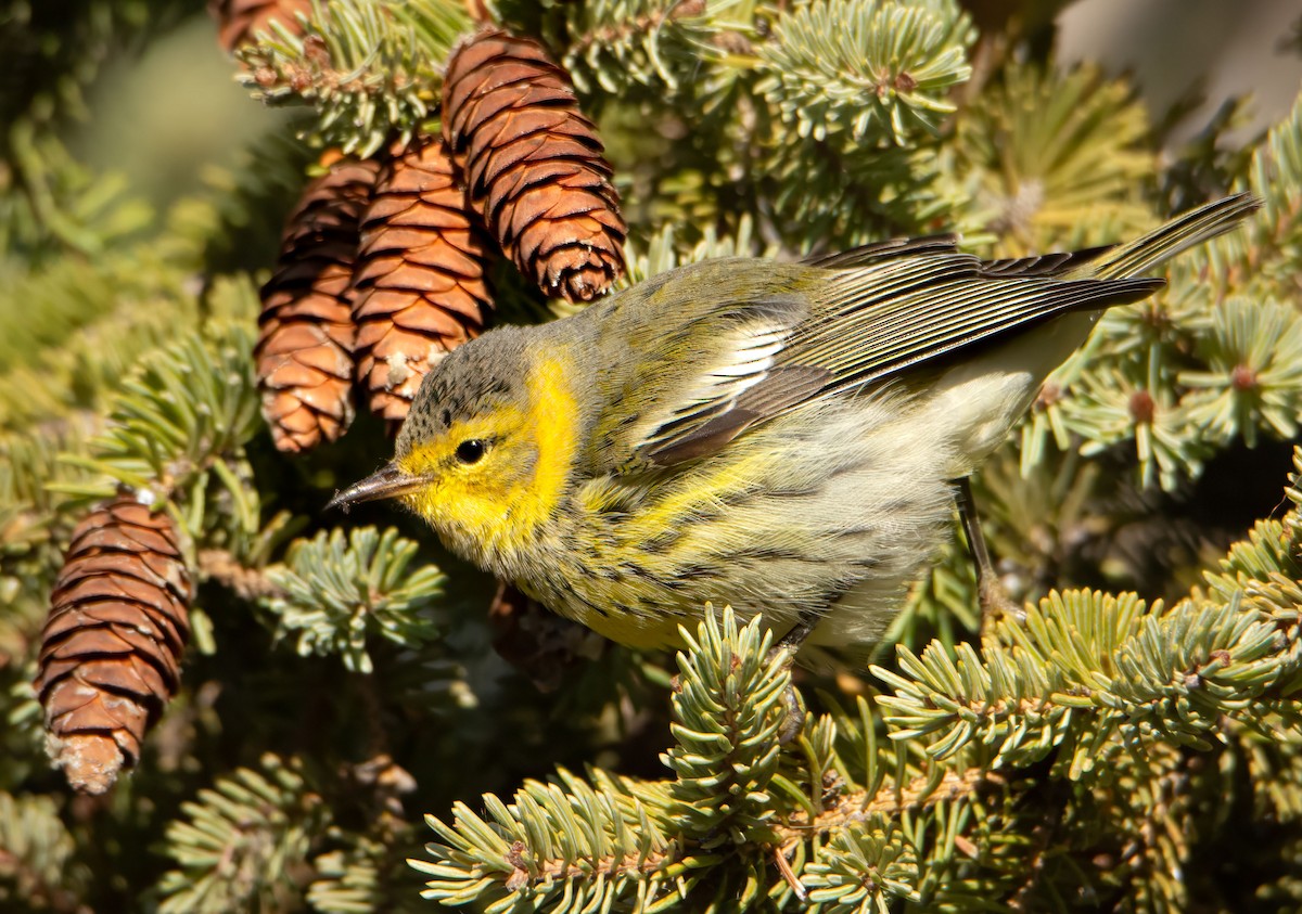 Cape May Warbler - Gillian Henry