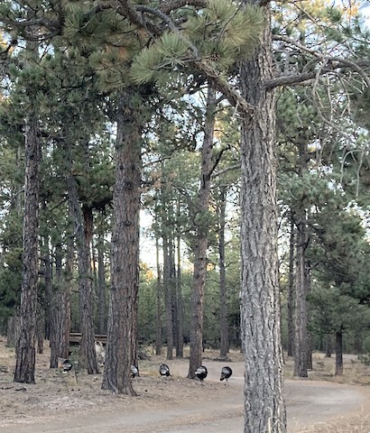 Calhan Cemetery, Calhan, El Paso County