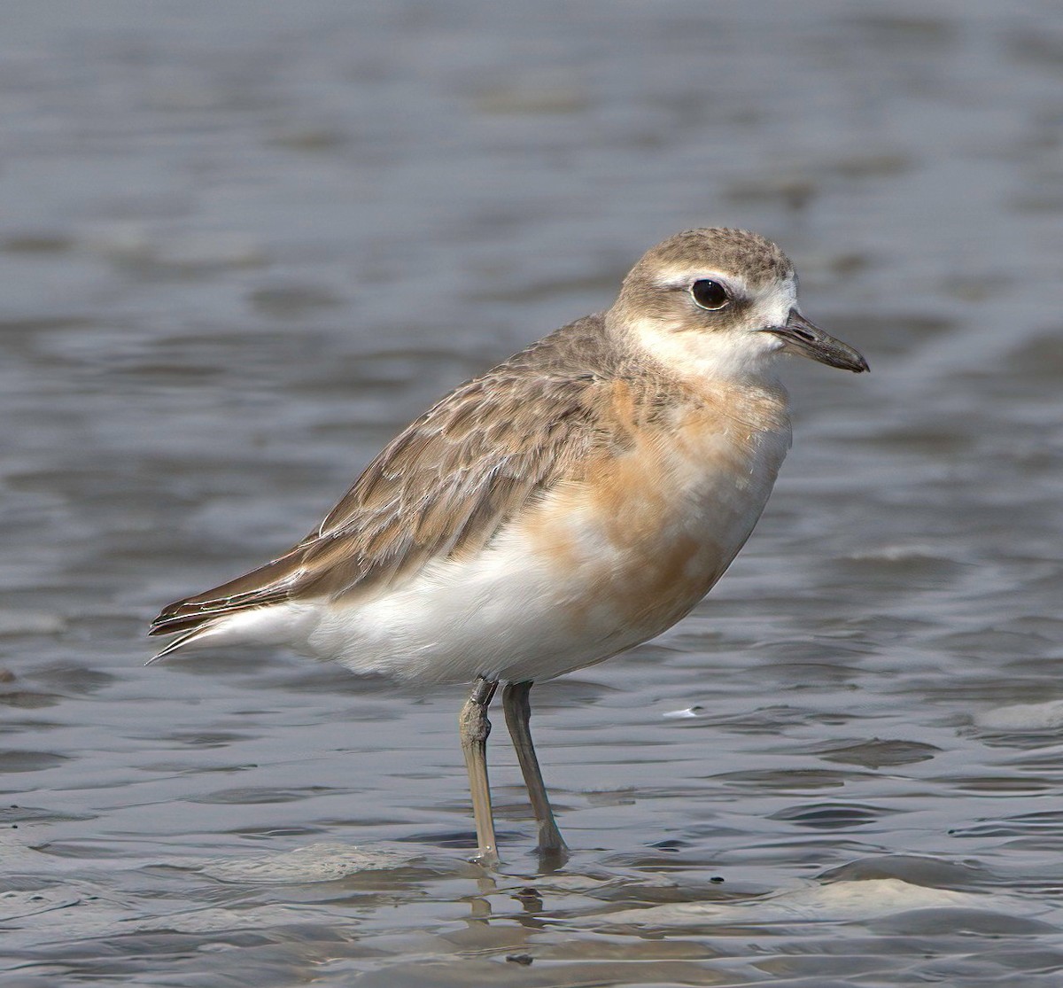 Red-breasted Dotterel - ML610039385