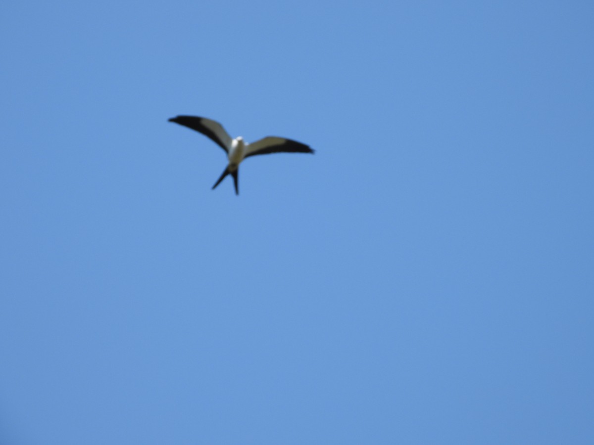 Swallow-tailed Kite - ML610039637