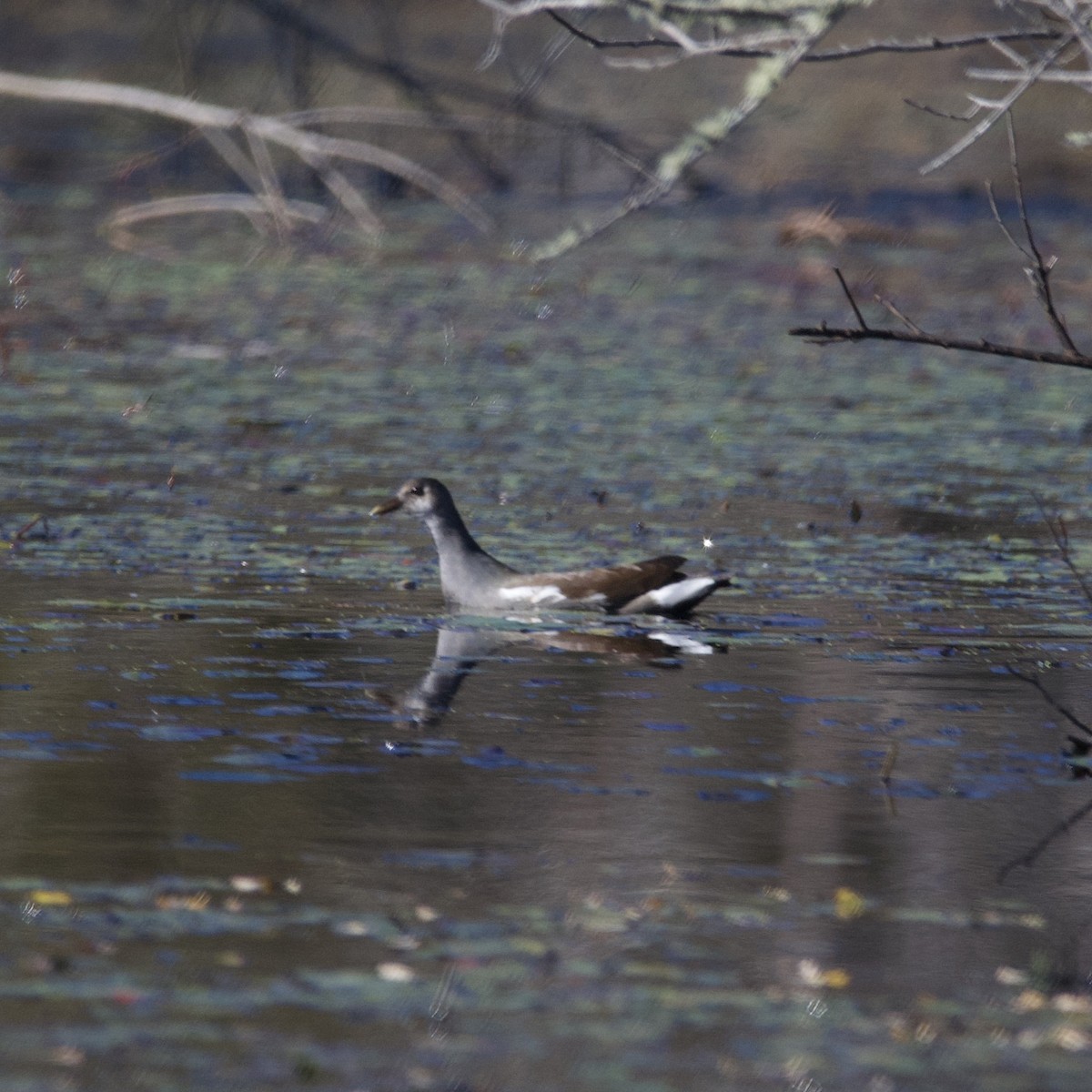 Common Gallinule - ML610040221