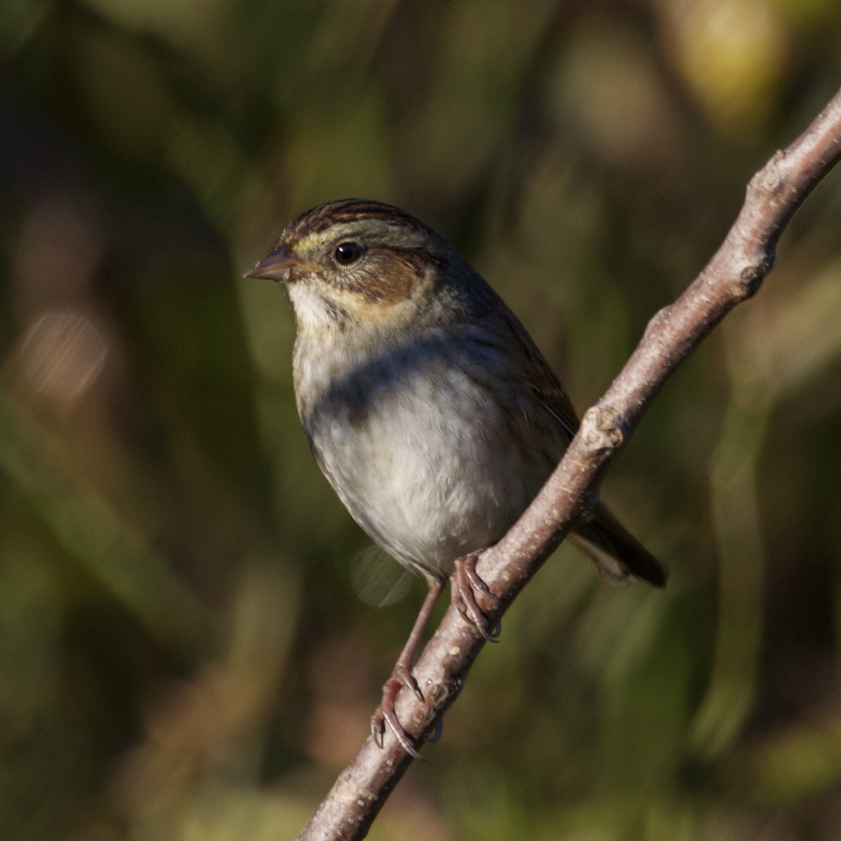 Swamp Sparrow - ML610040300
