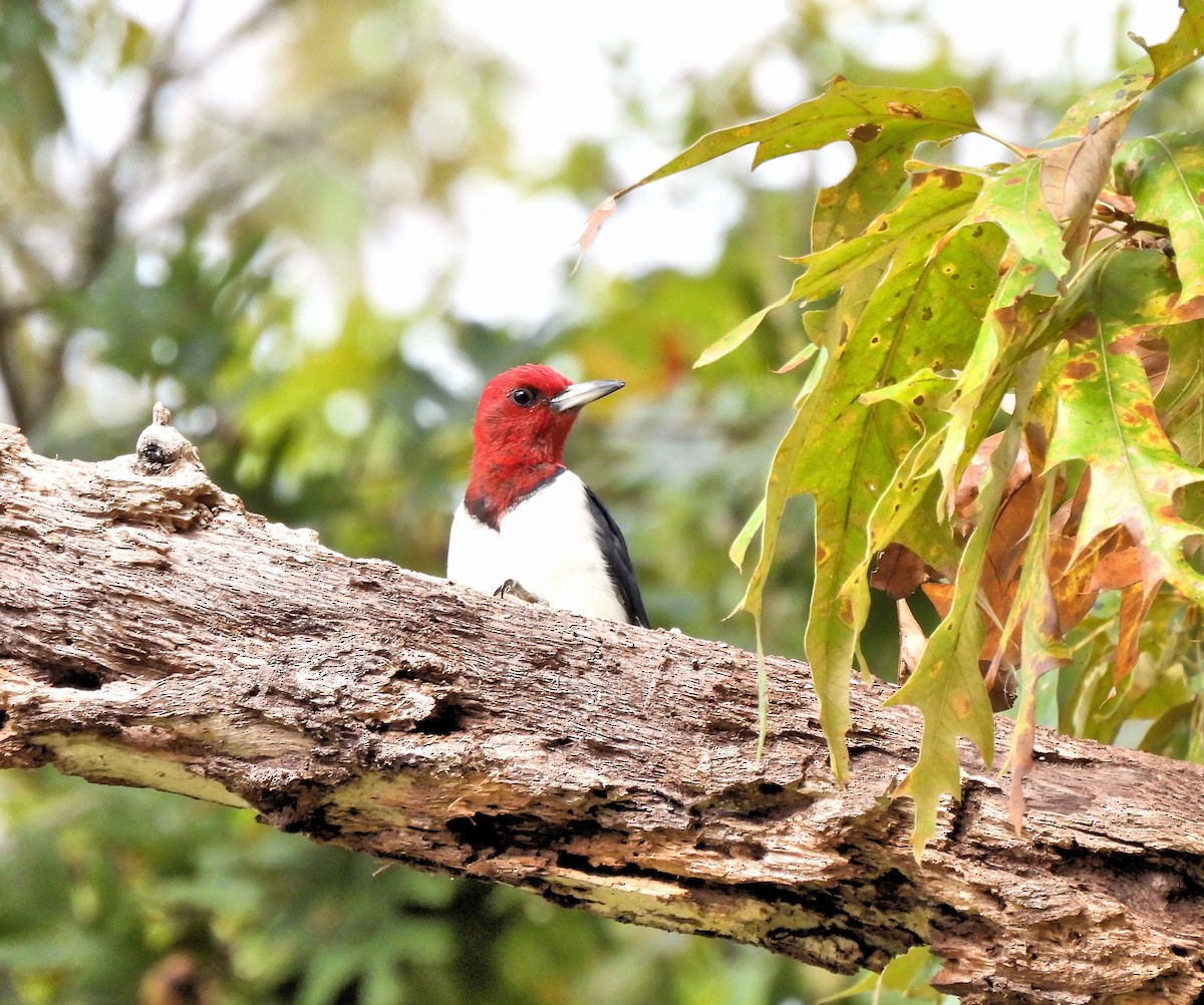 Red-headed Woodpecker - ML610040594