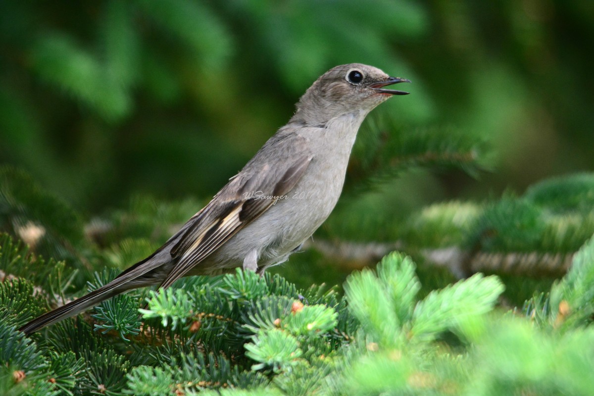 Townsend's Solitaire - ML61004091