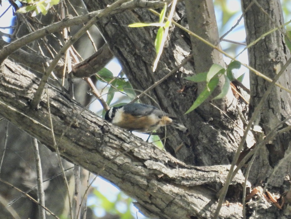 Red-breasted Nuthatch - ML610041290