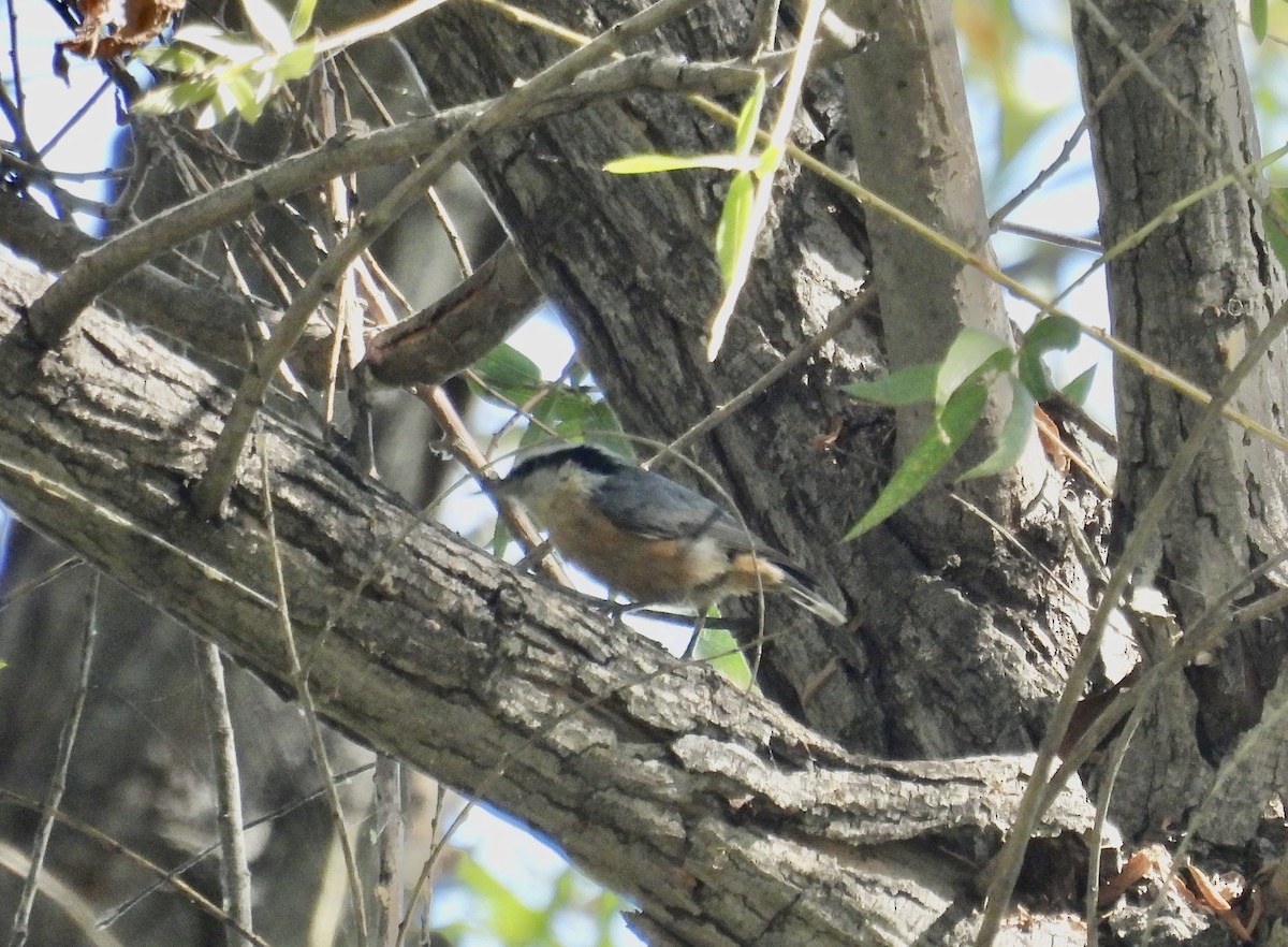 Red-breasted Nuthatch - ML610041291