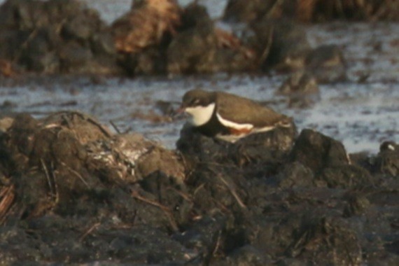 Red-kneed Dotterel - ML610041856