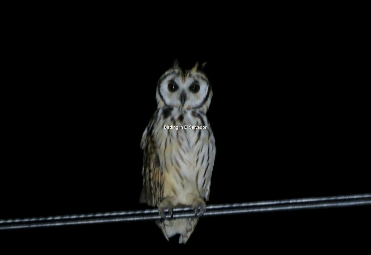 Striped Owl - ML610042147