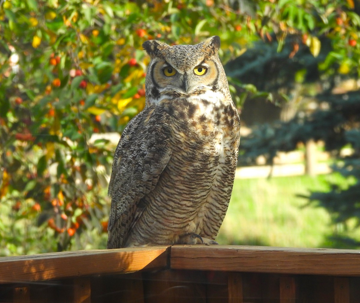 Great Horned Owl - ML610042171