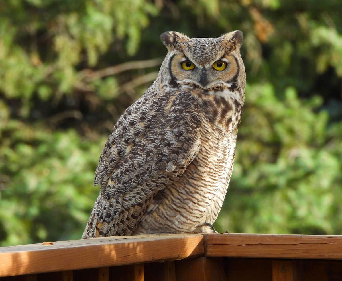 Great Horned Owl - ML610042408