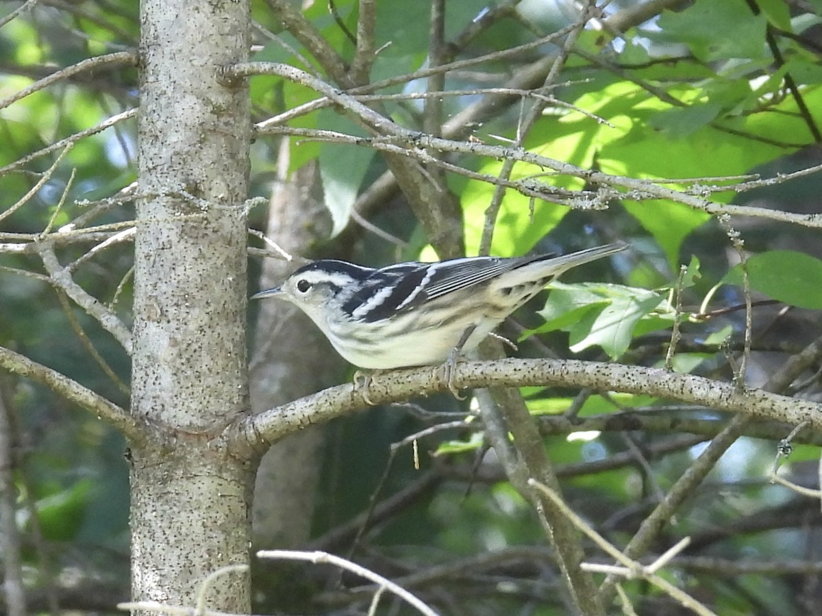 Black-and-white Warbler - ML610042475