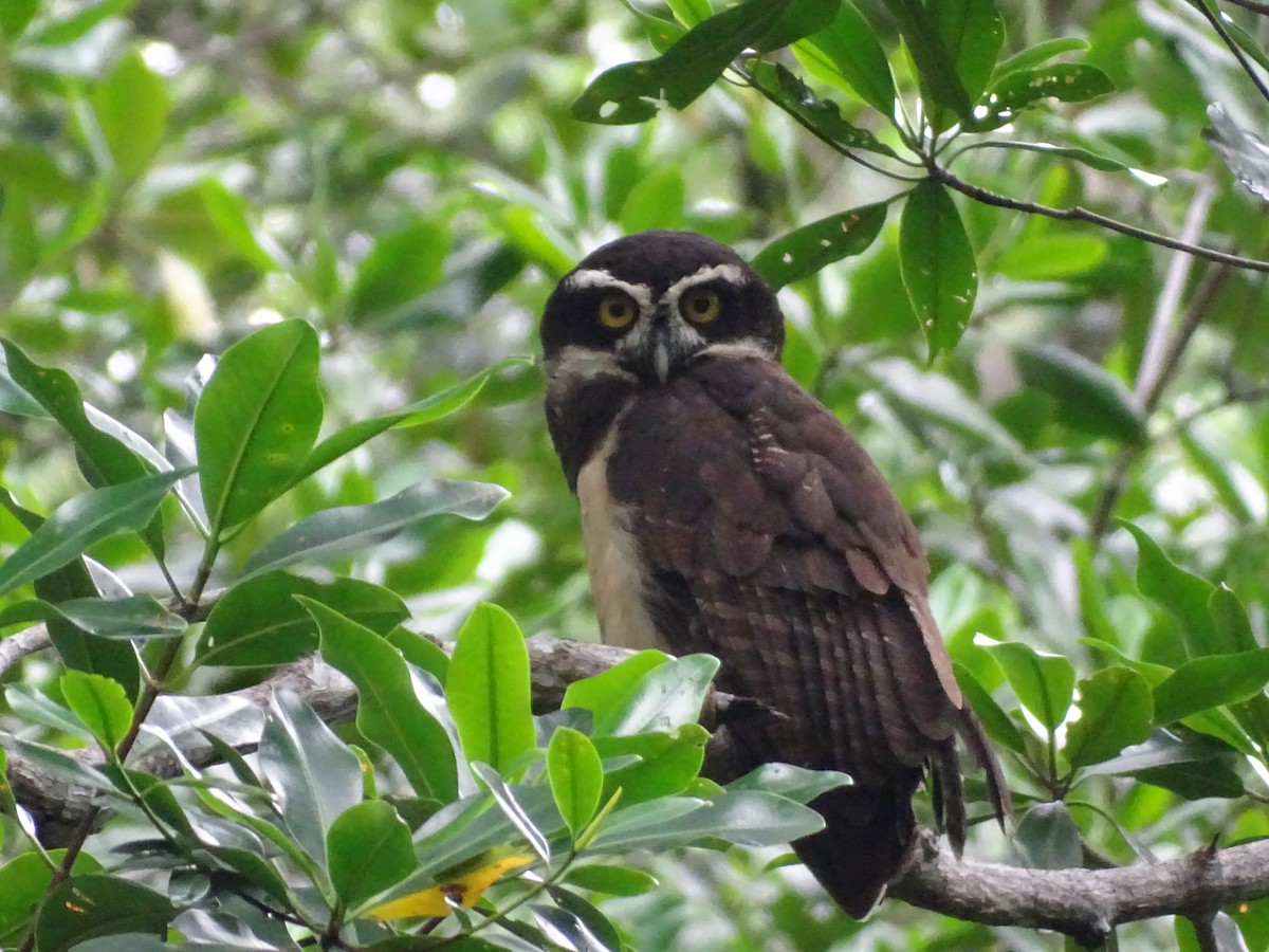 Spectacled Owl - ML610042538