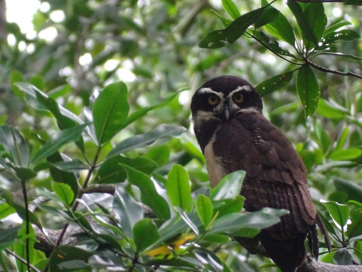 Spectacled Owl - ML610042540