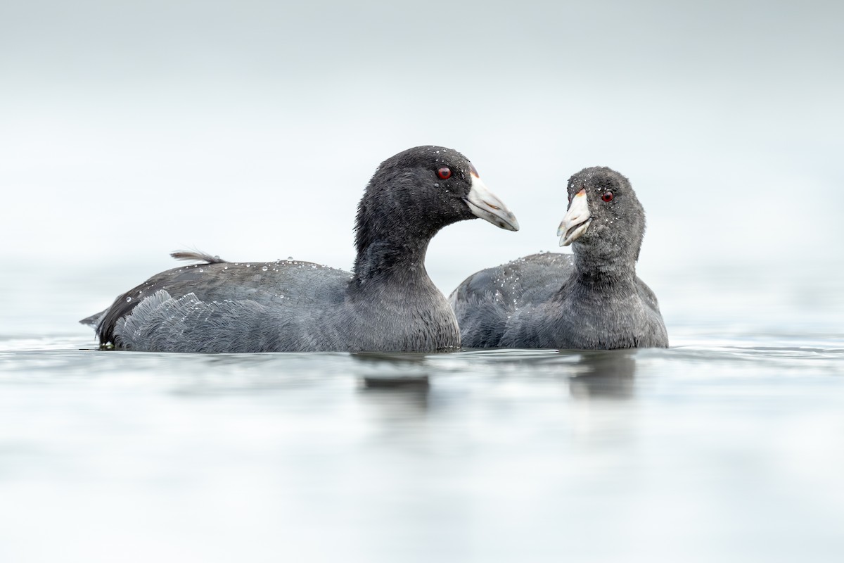 American Coot - Brad Imhoff