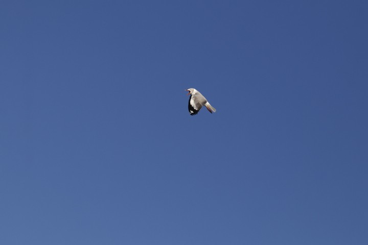 Сероголовая чайка - ML610043124