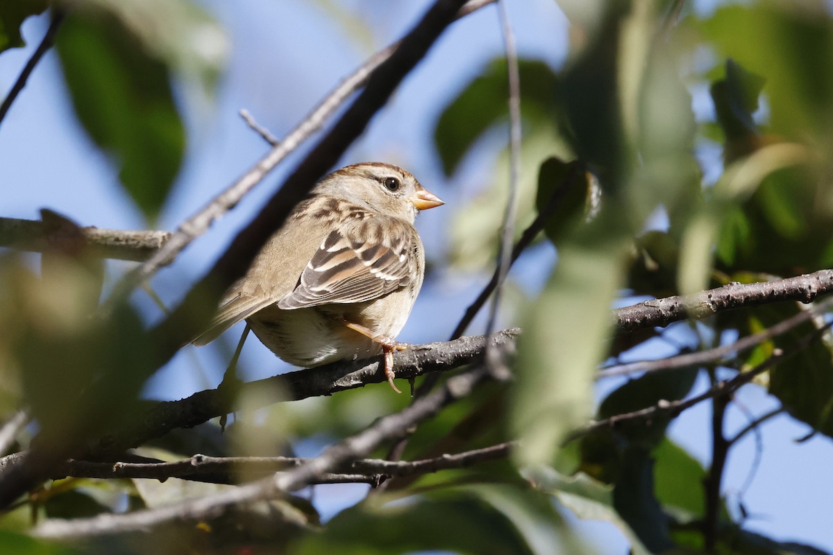 White-crowned Sparrow (Gambel's) - ML610043133