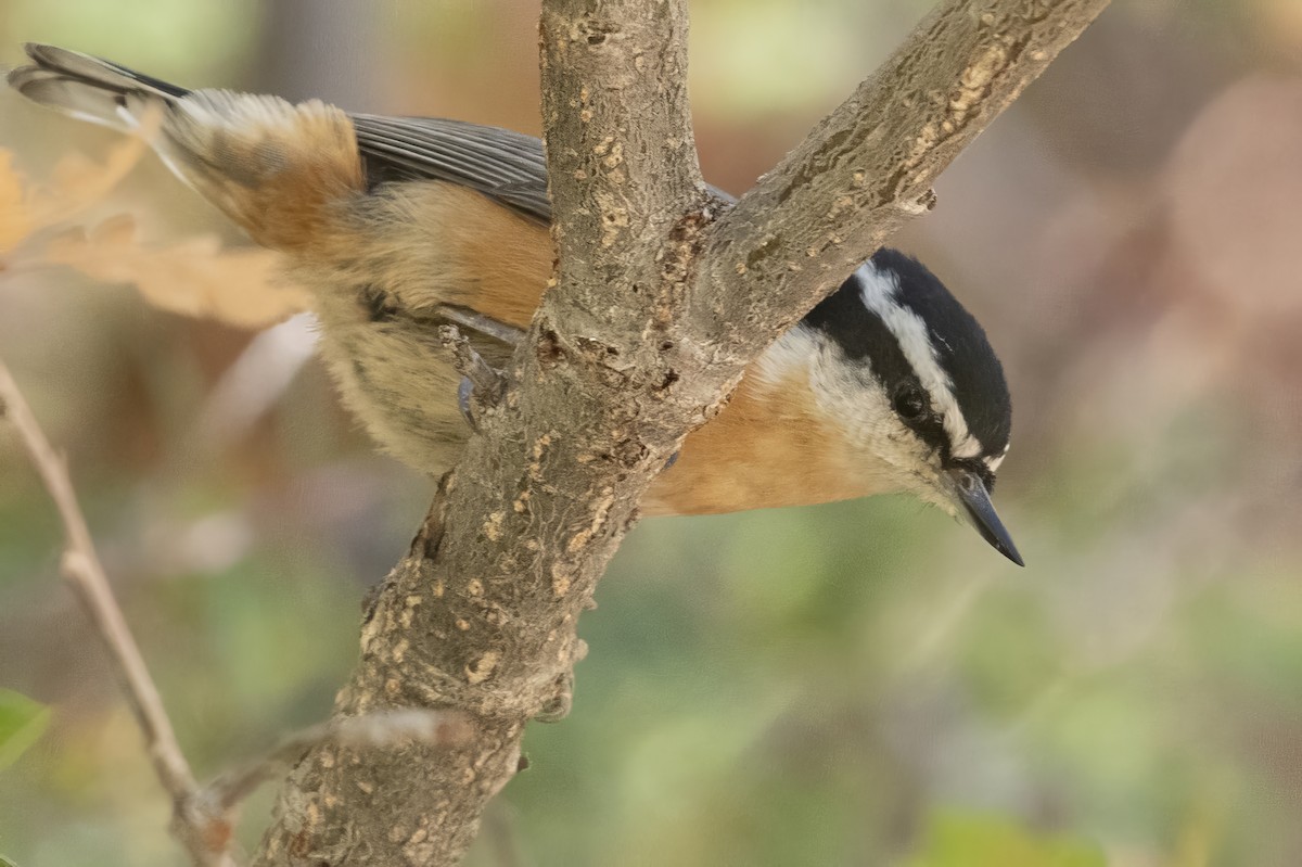 Red-breasted Nuthatch - ML610043310