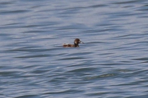 Greater Scaup - ML61004361