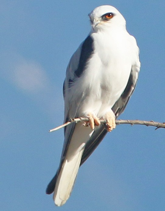 White-tailed Kite - ML610043650