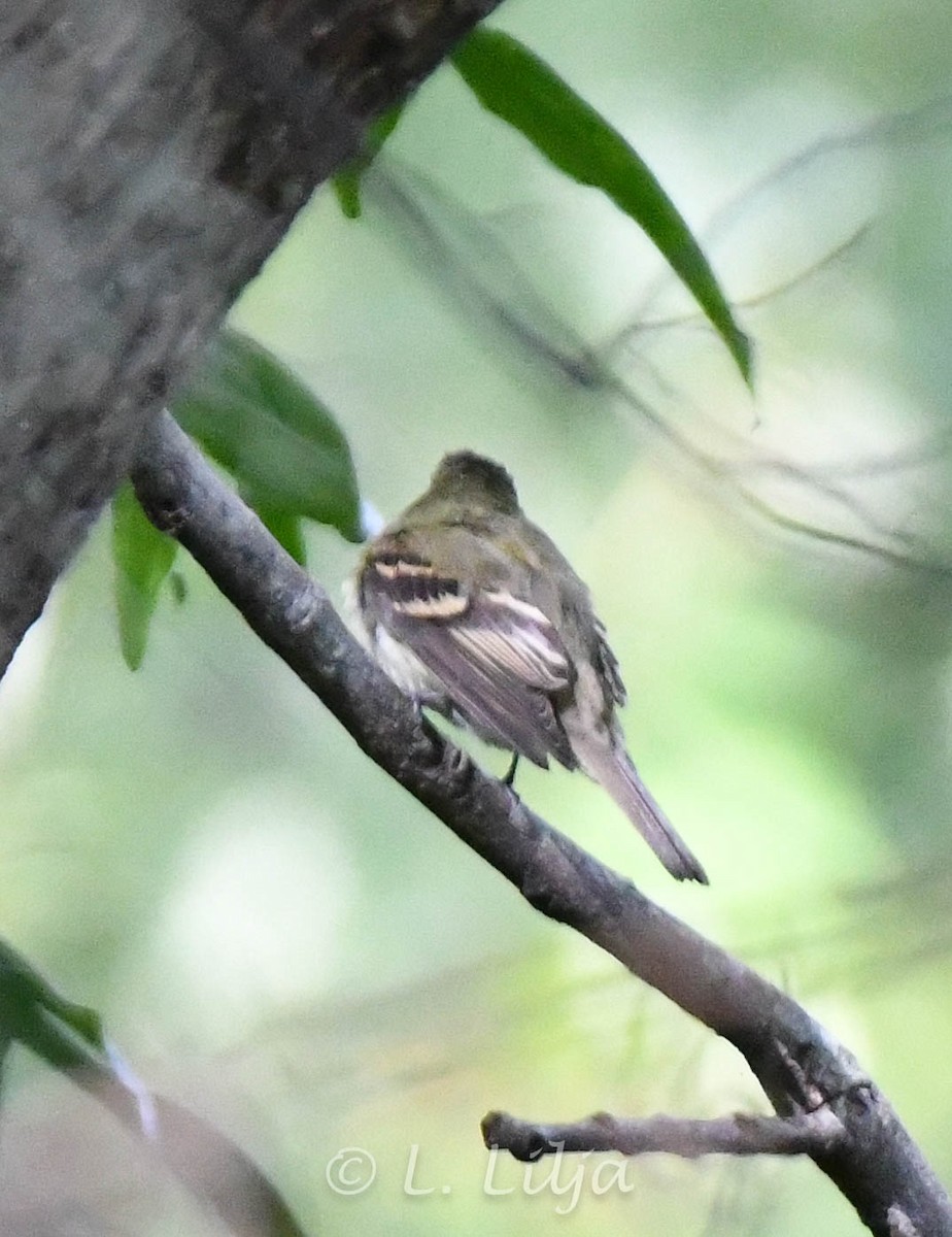 eBird Checklist 16 Oct 2023 Mead Botanical Gardens 28 species