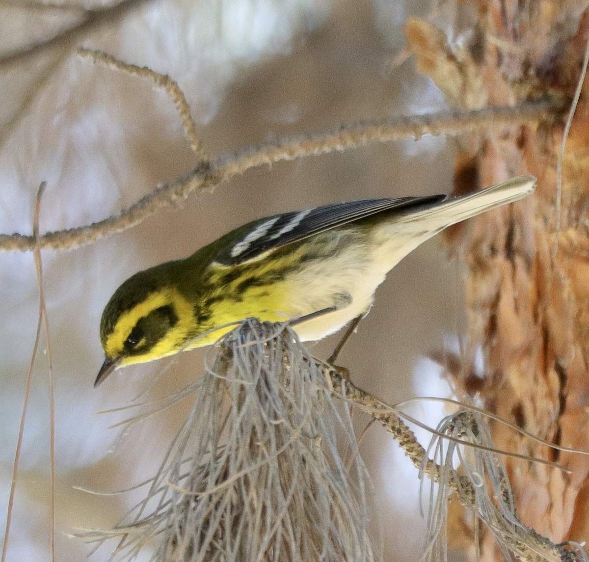 Townsend's Warbler - Kevin Long