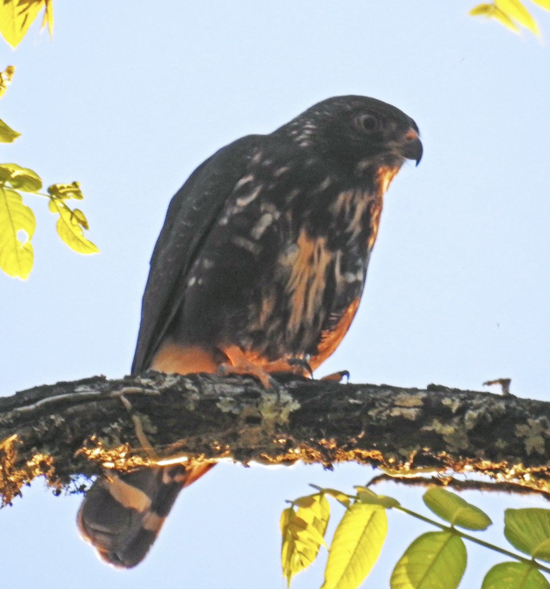 eBird Checklist - 14 Oct 2023 - PN Calilegua--Mesada de las Colmenas ...