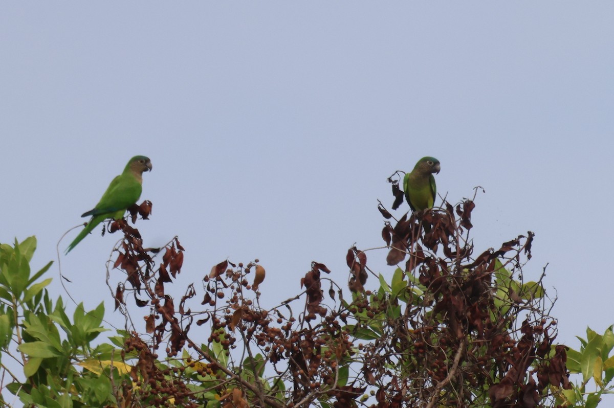 Brown-throated Parakeet - ML610044346