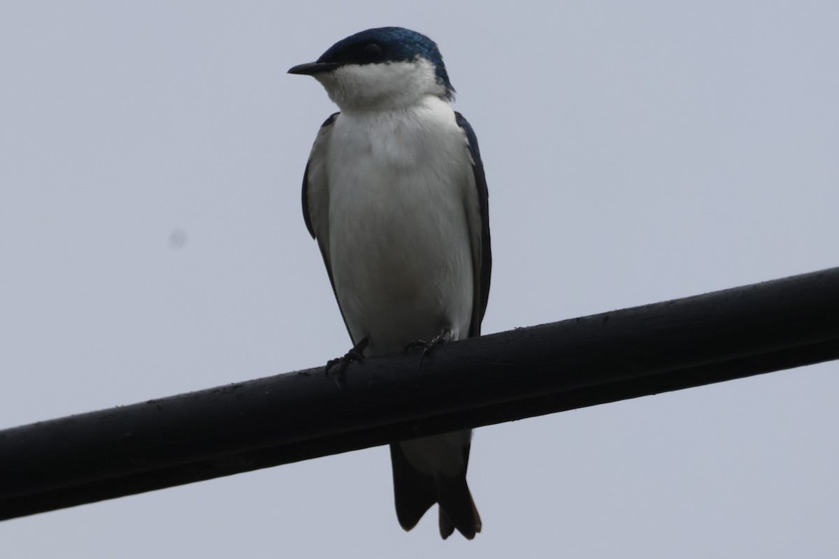 White-winged Swallow - Jorge Alcalá