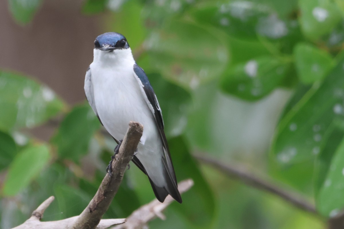 White-winged Swallow - ML610044408