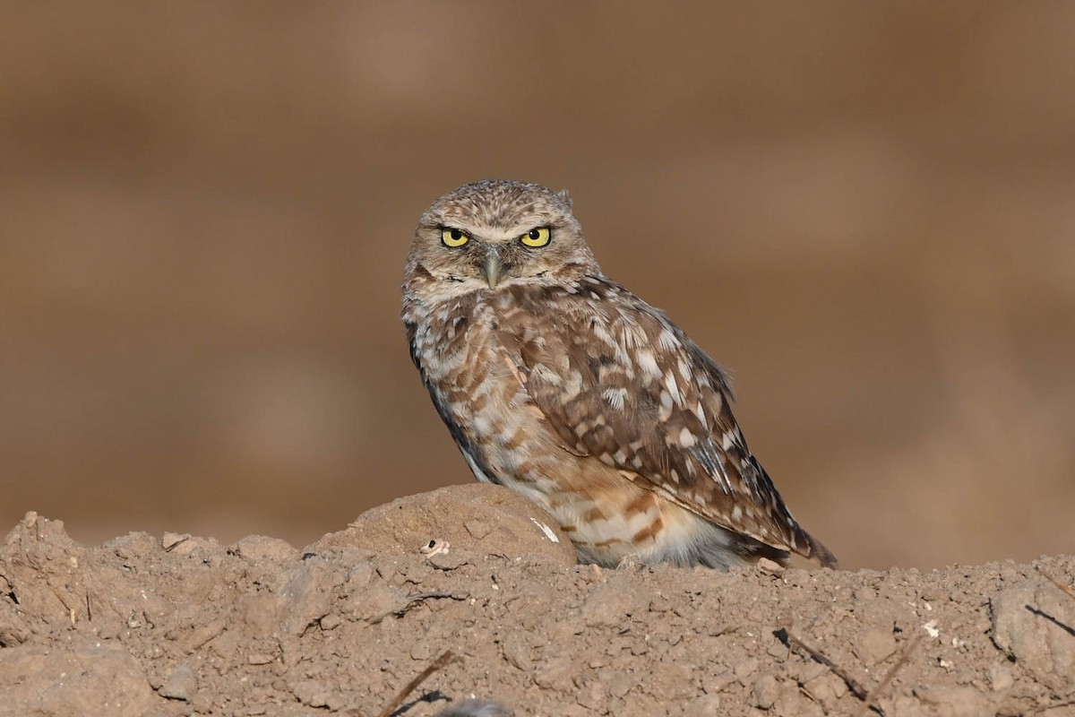 Burrowing Owl - Marla Hibbitts