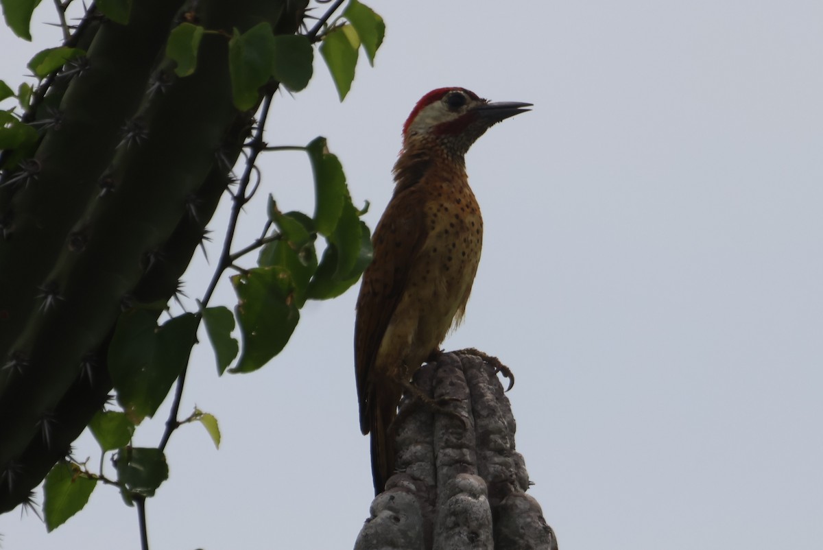 Spot-breasted Woodpecker - ML610044856