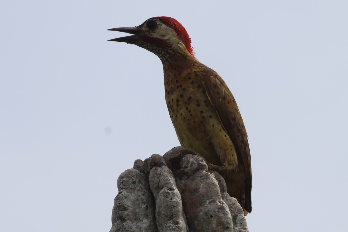 Spot-breasted Woodpecker - ML610044858