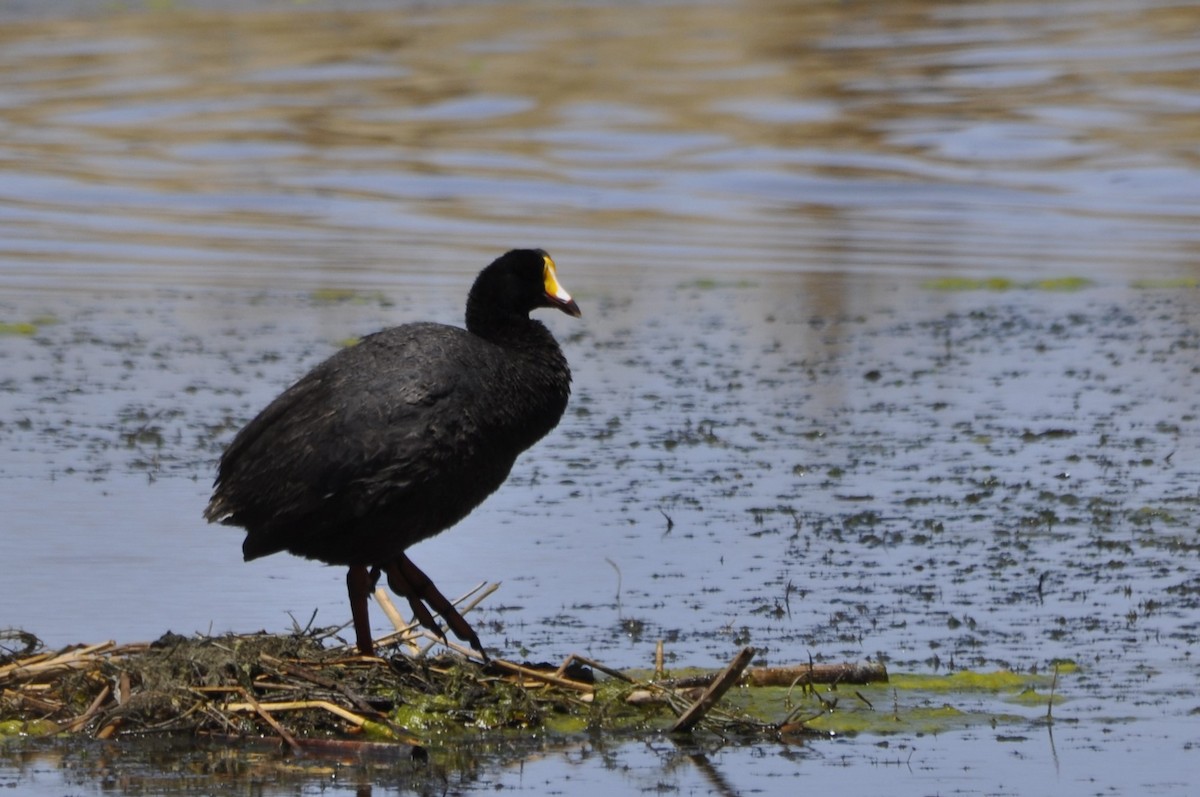 Giant Coot - ML610045022