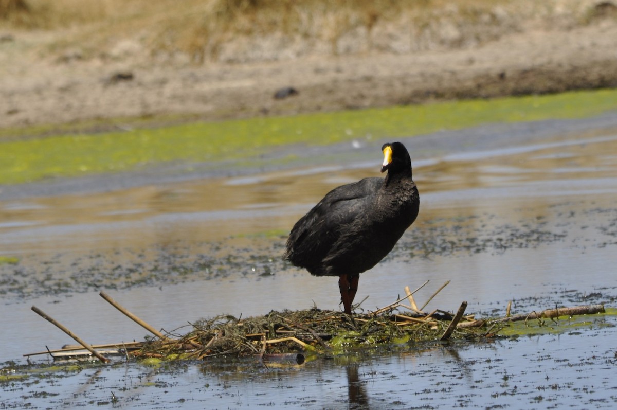 Giant Coot - ML610045023