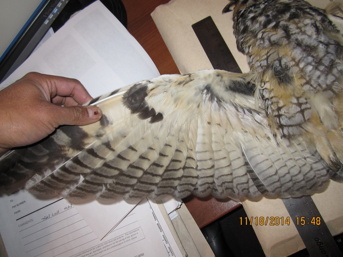 Long-eared Owl - ML610045111