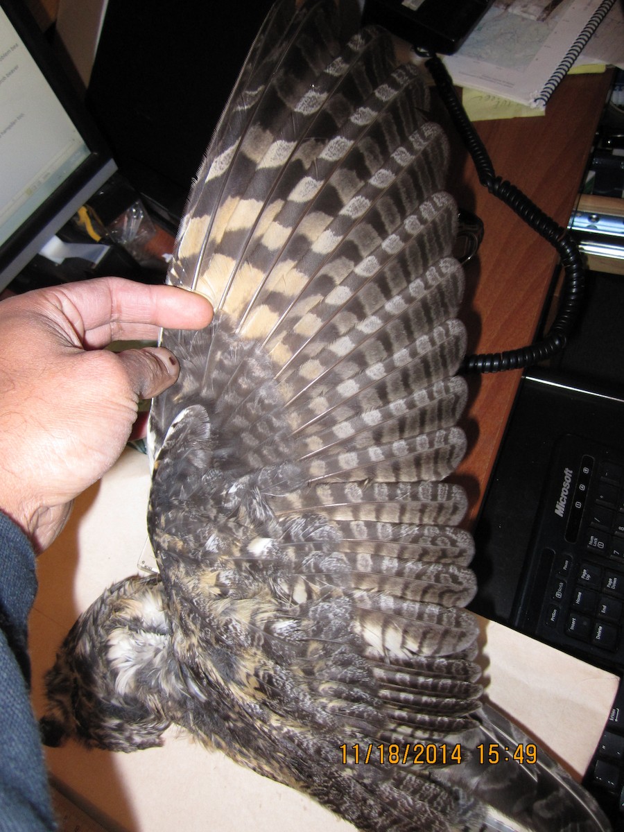Long-eared Owl - ML610045112