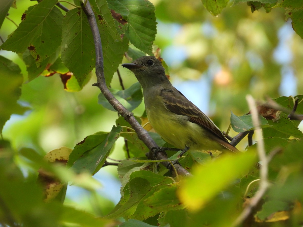 Great Crested Flycatcher - ML610045224