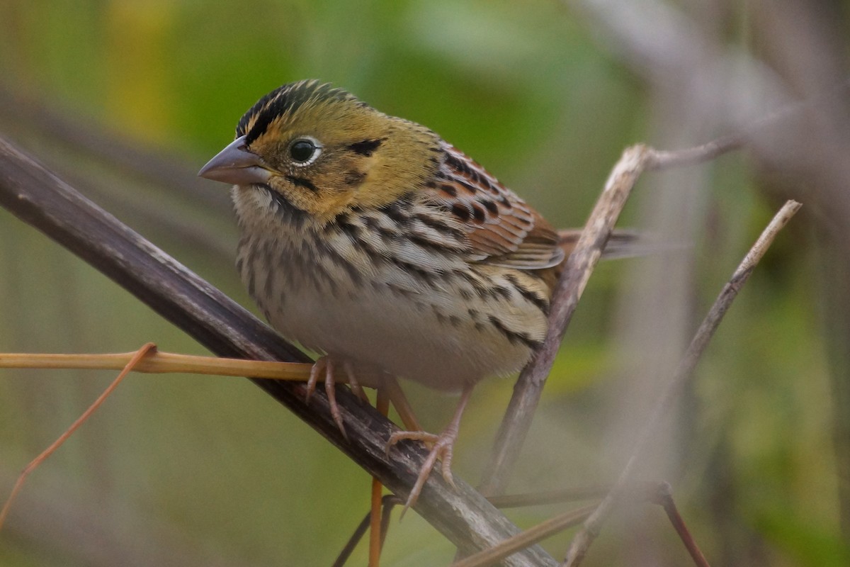 North Carolina Bird Atlas Checklist 15 Oct 2023 Valley Cay, bottom