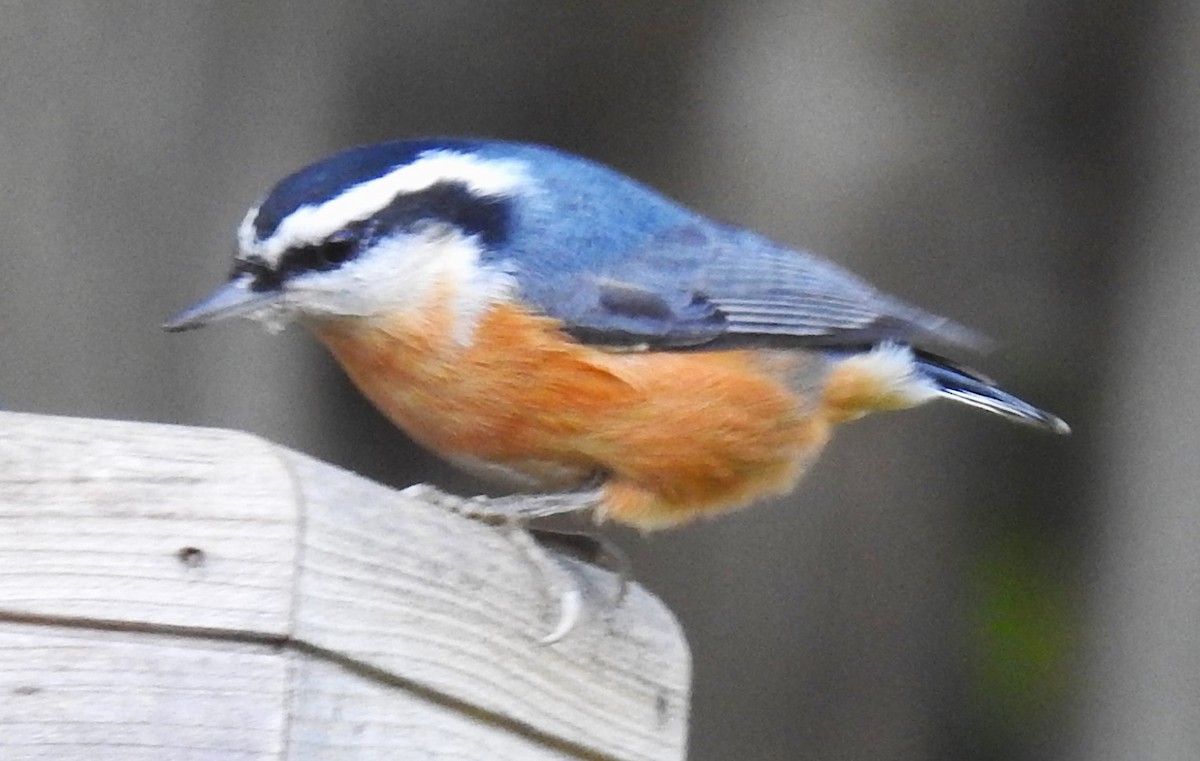 Red-breasted Nuthatch - ML610045991