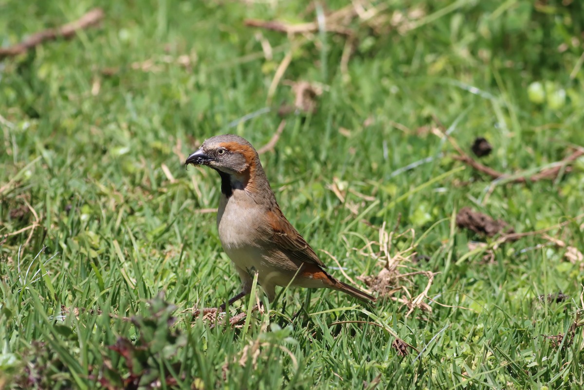 Kenya Rufous Sparrow - ML610046111