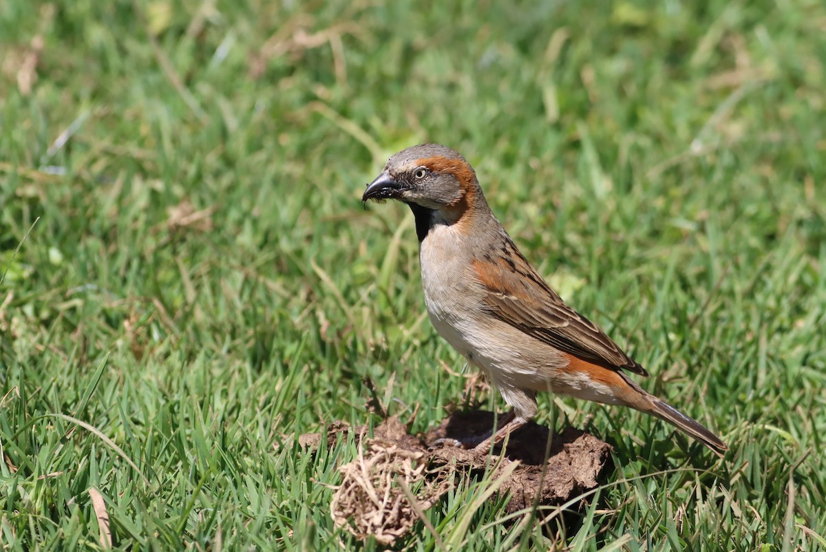 Kenya Rufous Sparrow - ML610046112