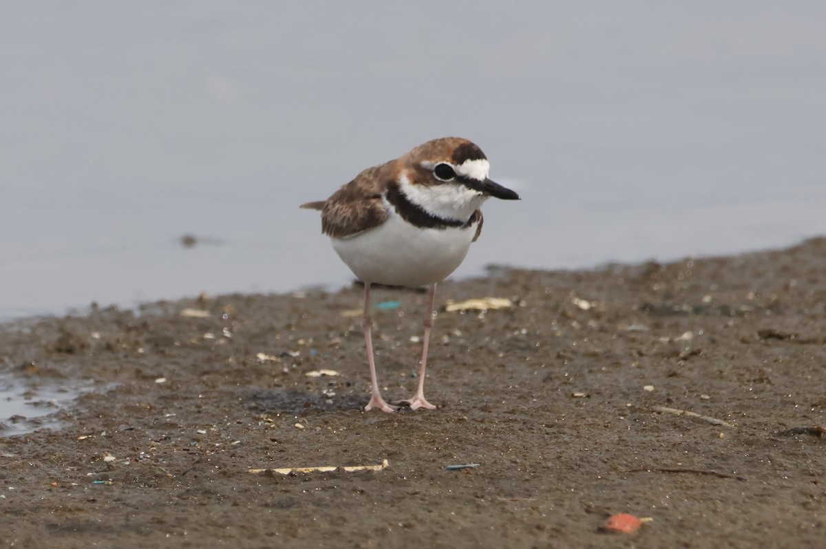 Collared Plover - ML610046179