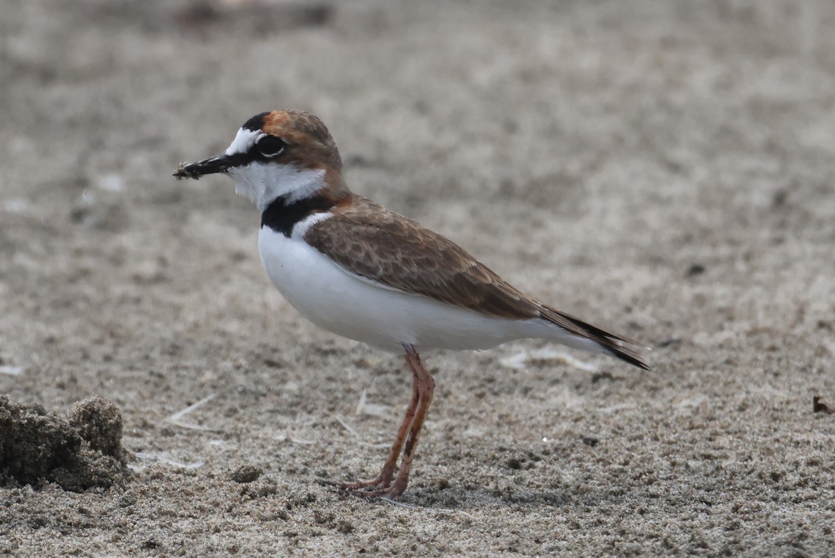 Collared Plover - ML610046180
