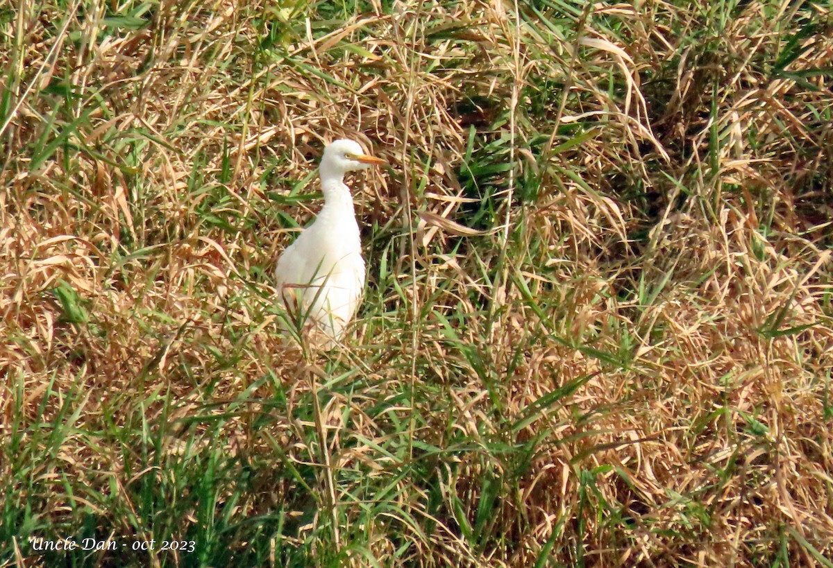 eBird Québec Checklist 16 Oct 2023 BaieduFebvre (station d