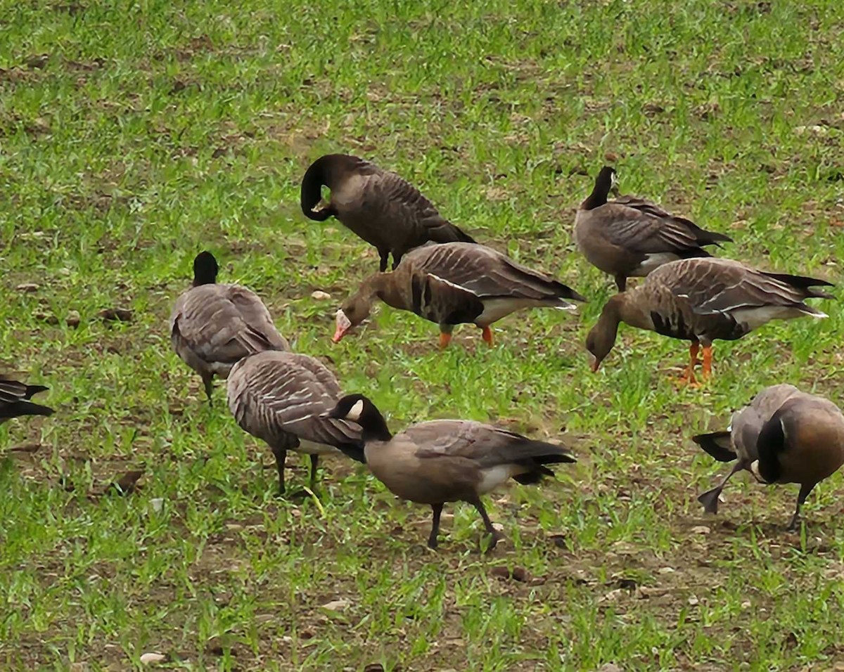 Greater White-fronted Goose - ML610046276
