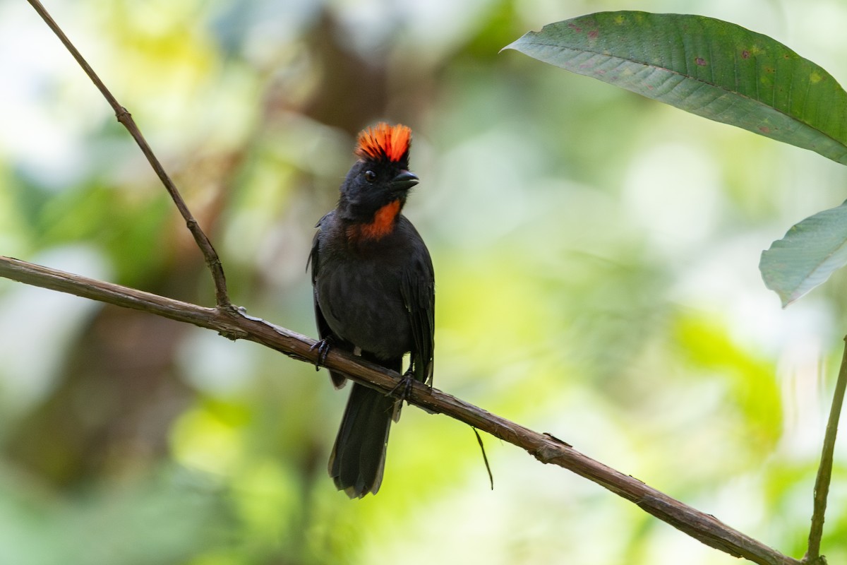 Sooty Ant-Tanager - ML610046281