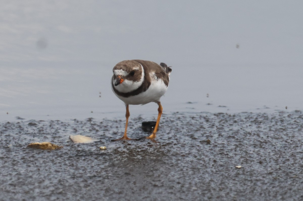 Semipalmated Plover - ML610046289