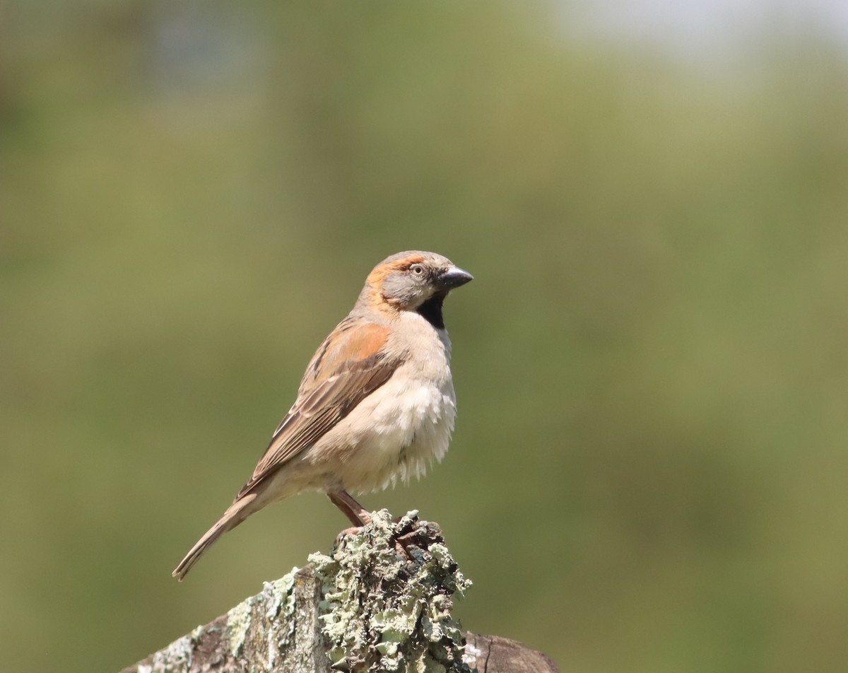Kenya Rufous Sparrow - ML610046305
